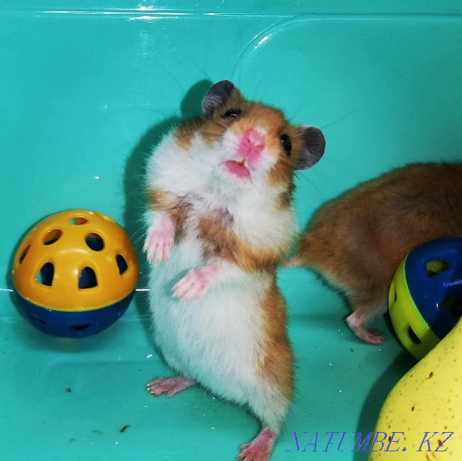 Syrian Plush Hamster Kostanay - photo 1