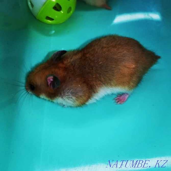 Syrian Plush Hamster Kostanay - photo 4