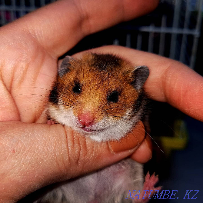 Syrian Plush Hamster Kostanay - photo 7