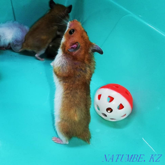 Syrian Plush Hamster Kostanay - photo 2