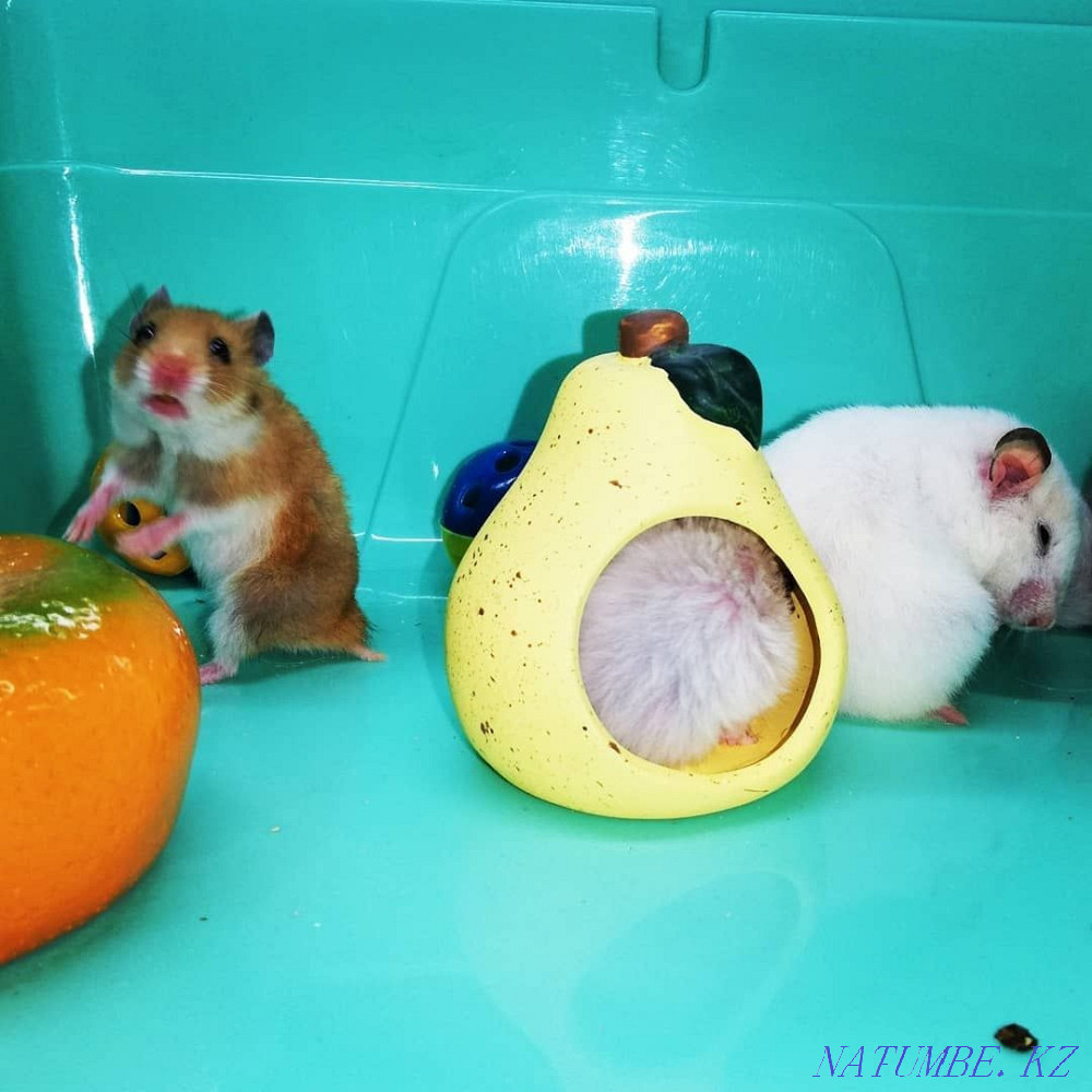 Syrian Plush Hamster Kostanay - photo 5