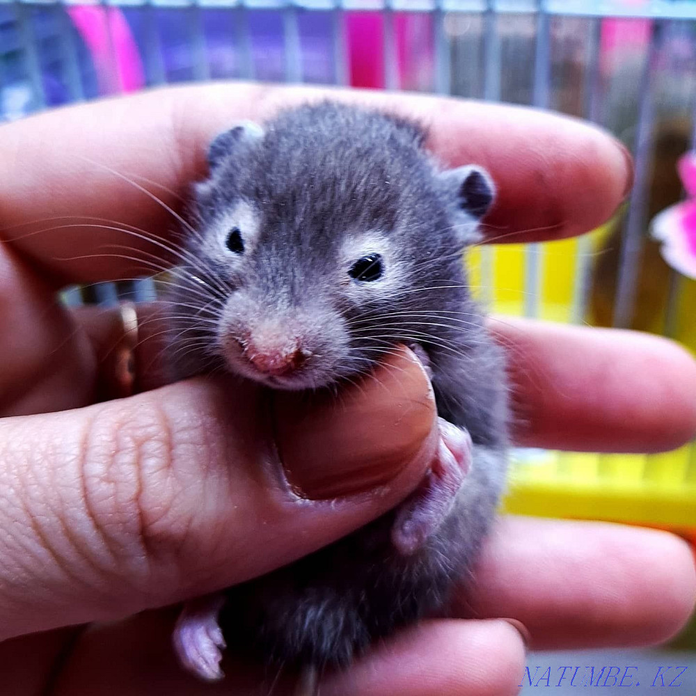 Syrian Plush Hamster Kostanay - photo 8