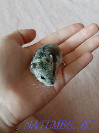 I will give hamsters in good hands Almaty - photo 1