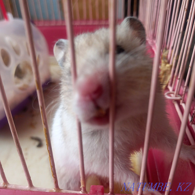 syrian hamster for sale Tekeli - photo 2