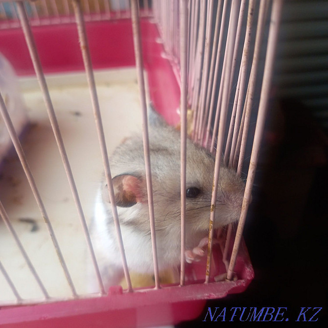 syrian hamster for sale Tekeli - photo 5