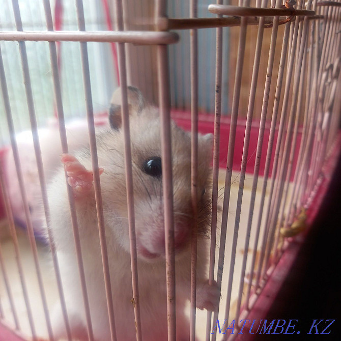 syrian hamster for sale Tekeli - photo 1