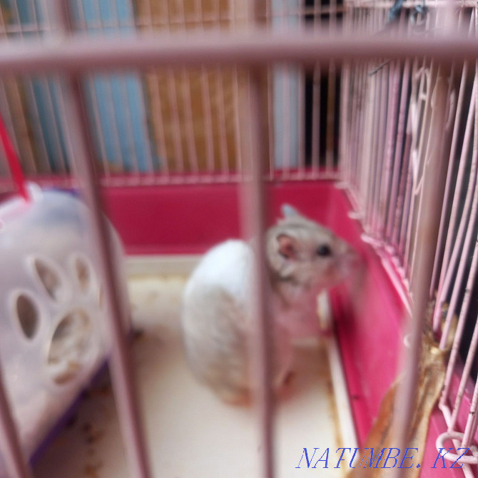 syrian hamster for sale Tekeli - photo 3