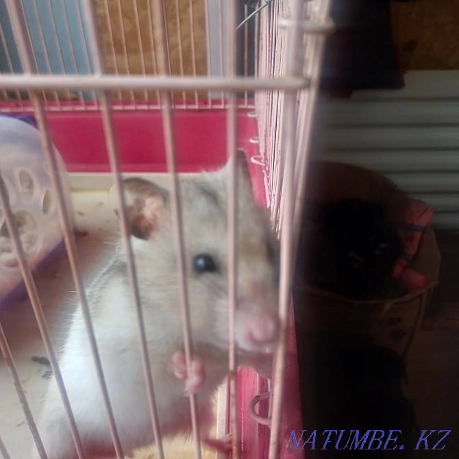 syrian hamster for sale Tekeli - photo 4