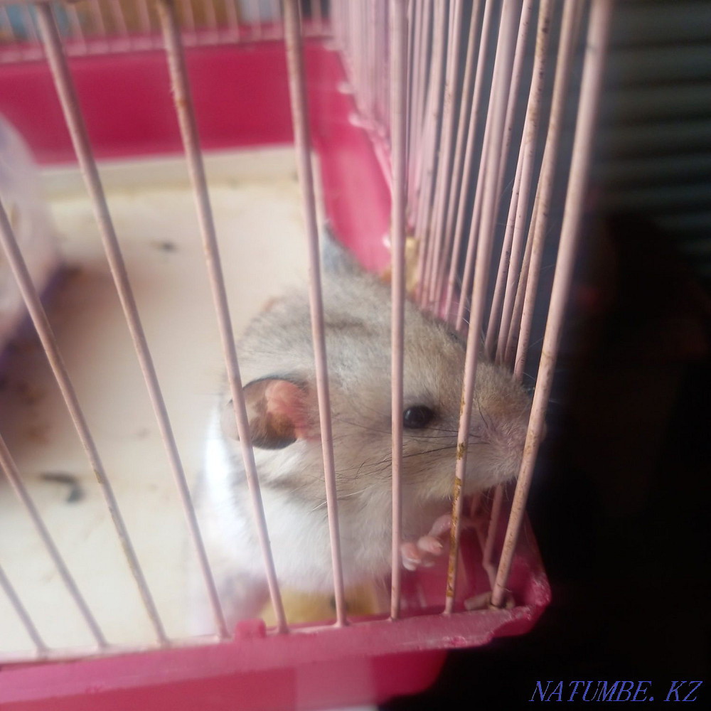 Продам сирийского хомяка Текели - изображение 5