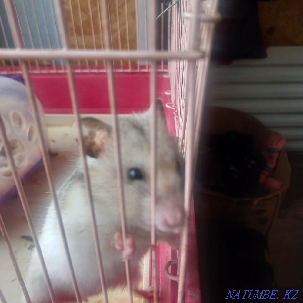 Продам сирийского хомяка Текели - изображение 4