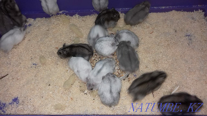 Djungarian hamsters Kostanay - photo 1