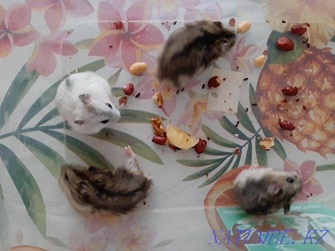 Djungarian hamsters Kostanay - photo 4