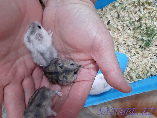Djungarian hamsters Kostanay - photo 2