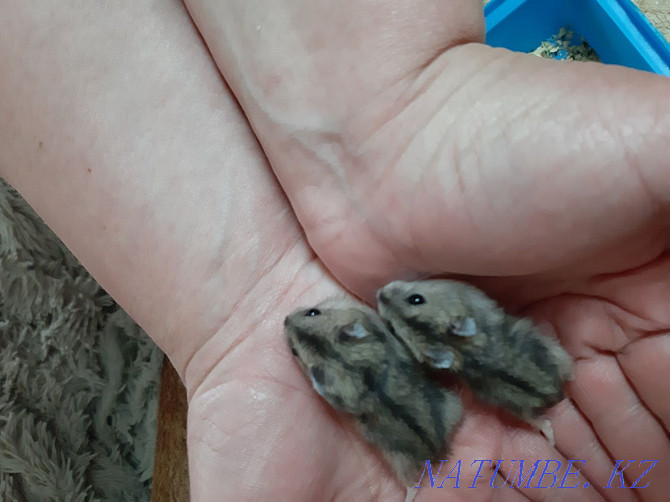 Djungarian hamsters Kostanay - photo 5