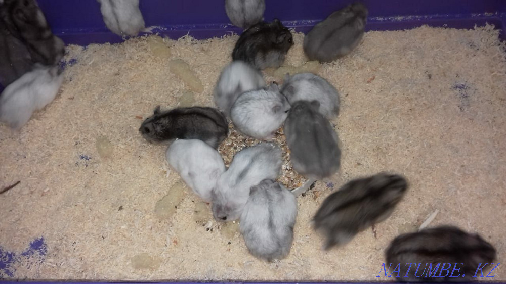 Djungarian hamsters Kostanay - photo 1