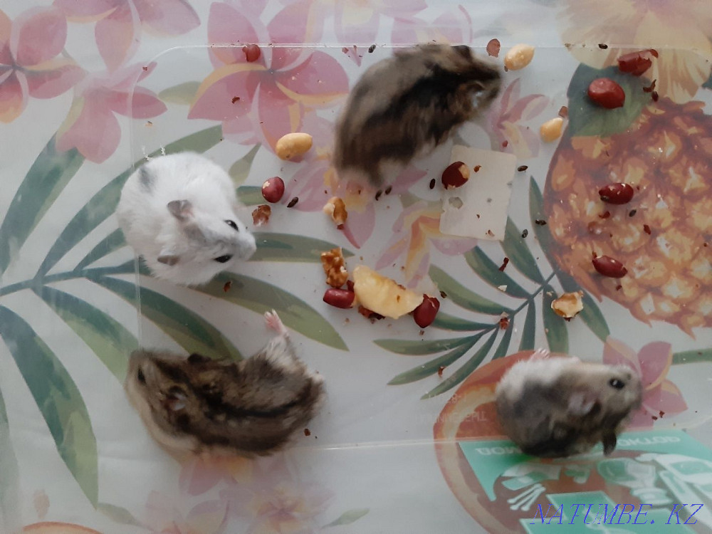 Djungarian hamsters Kostanay - photo 4