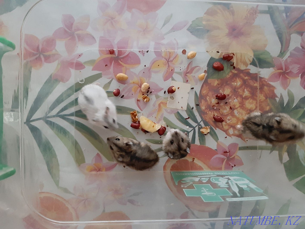 Djungarian hamsters Kostanay - photo 3