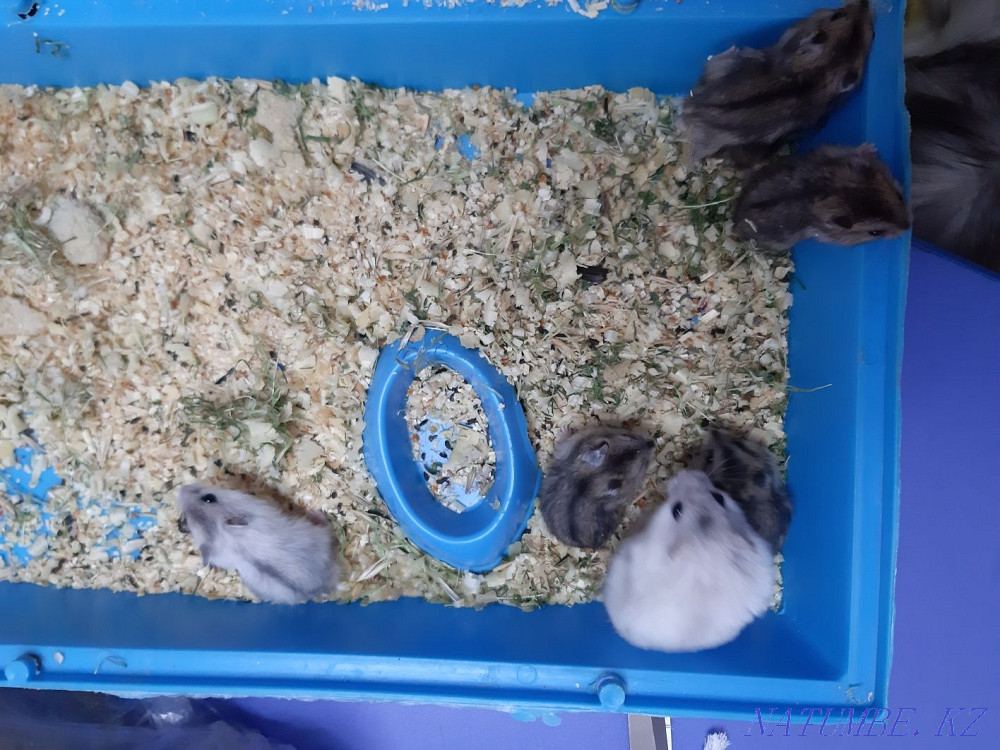 Djungarian hamsters Kostanay - photo 6