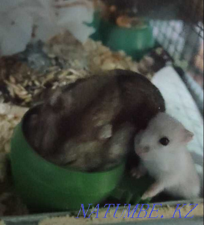 I will sell a hamster Djungarian or Campbell - thoroughbred Almaty - photo 2