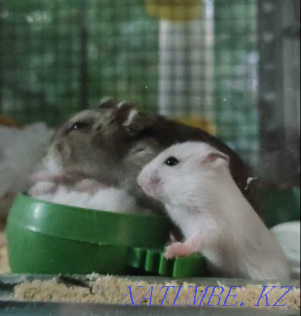 I will sell a hamster Djungarian or Campbell - thoroughbred Almaty - photo 3
