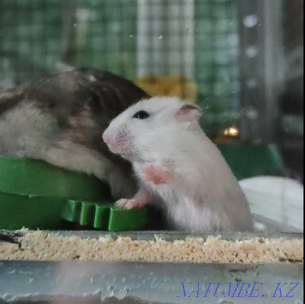 I will sell a hamster Djungarian or Campbell - thoroughbred Almaty - photo 1