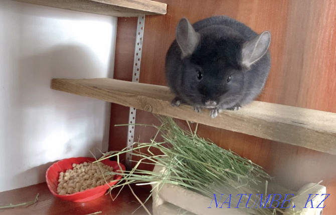 Chinchilla Astana - photo 5