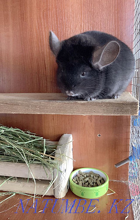 Chinchilla Astana - photo 3