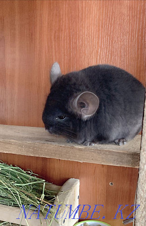 Chinchilla Astana - photo 4