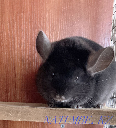 Chinchilla Astana - photo 2