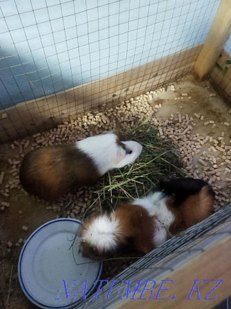 I will sell guinea pigs female and male for 10000t Almaty - photo 1