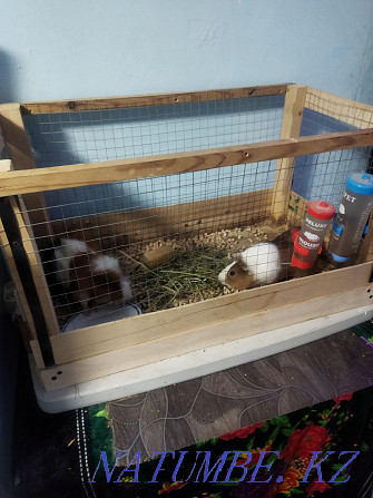 I will sell guinea pigs female and male for 10000t Almaty - photo 2