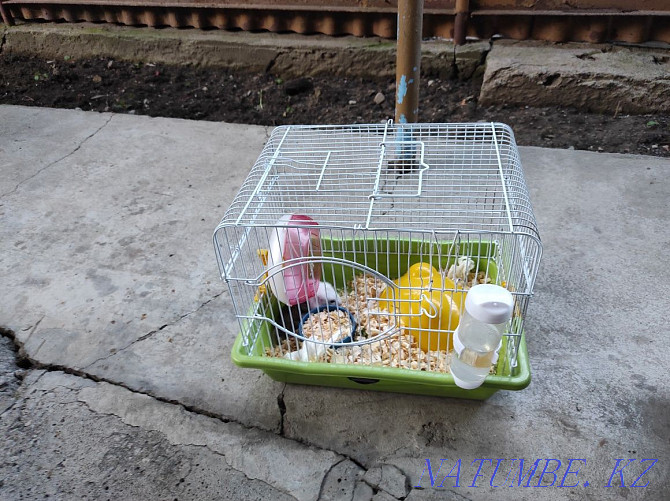 Cage with hamsters Almaty - photo 3