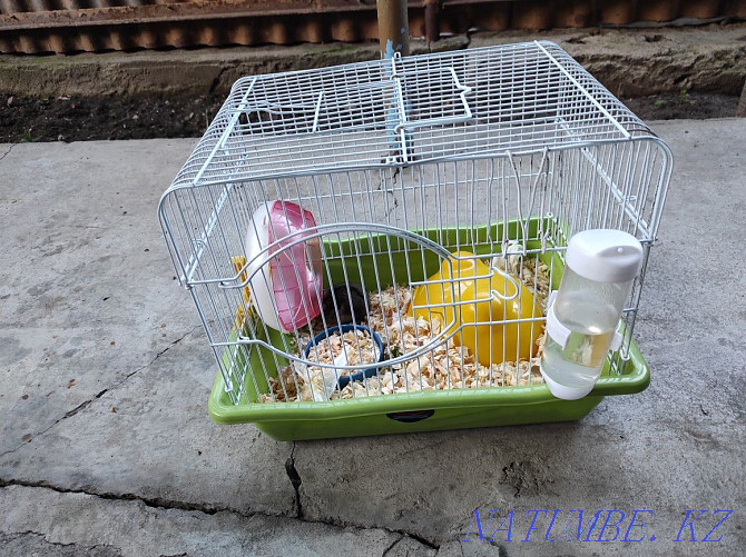 Cage with hamsters Almaty - photo 2