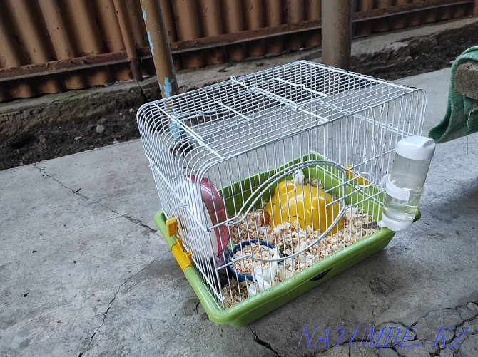 Cage with hamsters Almaty - photo 4