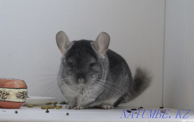 Chinchilla Astana - photo 2