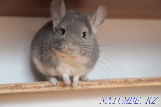 Chinchilla Astana - photo 3