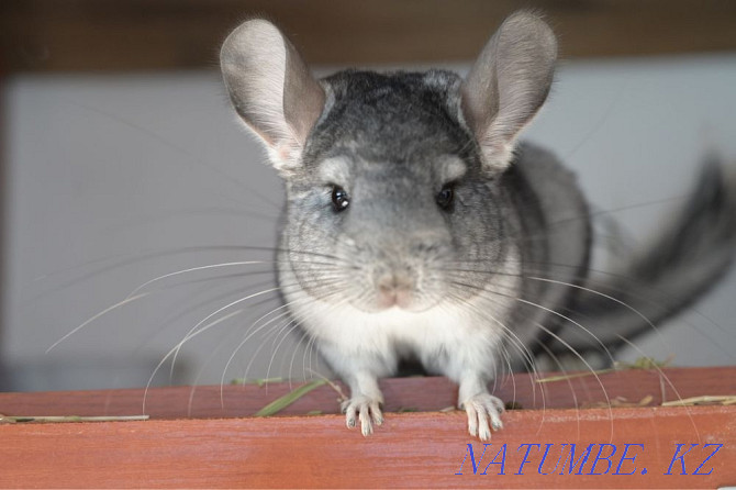 Chinchilla Astana - photo 1