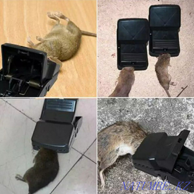 Rat trap Almaty - photo 3