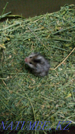 I will sell babies Hamsters Syrians Герасимовка - photo 1