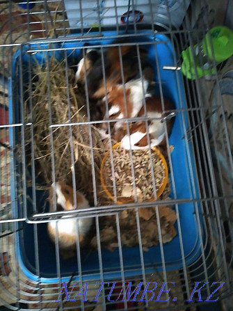 Guinea pigs cheap Ust-Kamenogorsk - photo 3