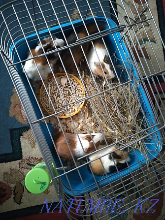 Guinea pigs cheap Ust-Kamenogorsk - photo 1