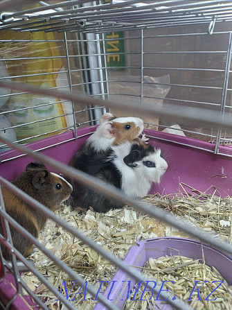 Guinea pigs babies Ust-Kamenogorsk - photo 2