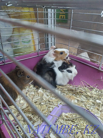 Guinea pigs babies Ust-Kamenogorsk - photo 1