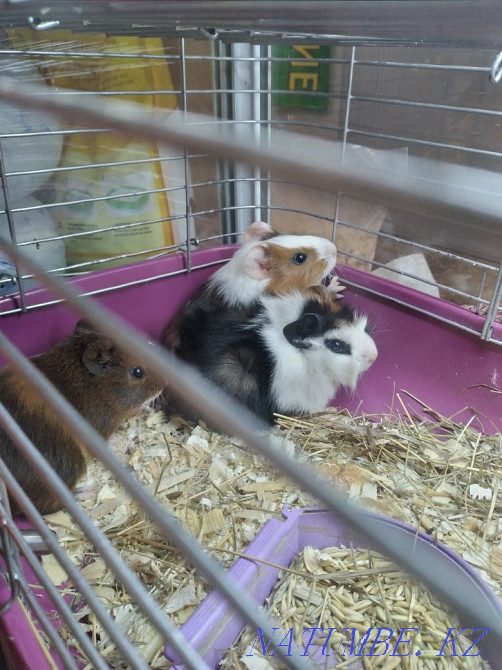 Гвинея шошқаларының сәбилері  Өскемен - изображение 1