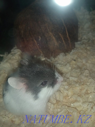 hamster for sale  - photo 1