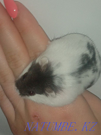 hamster for sale  - photo 3