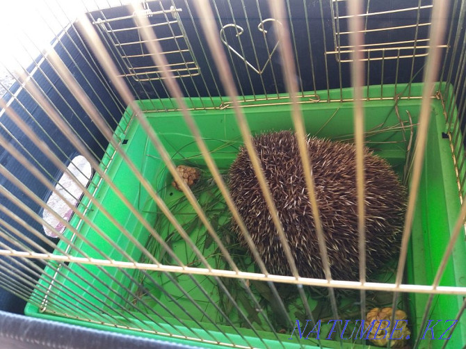 kіrpi hedgehog sell Белоярка - photo 1