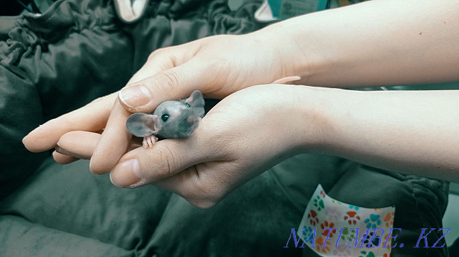 Крысы декоративные Дамбо Астана - изображение 3