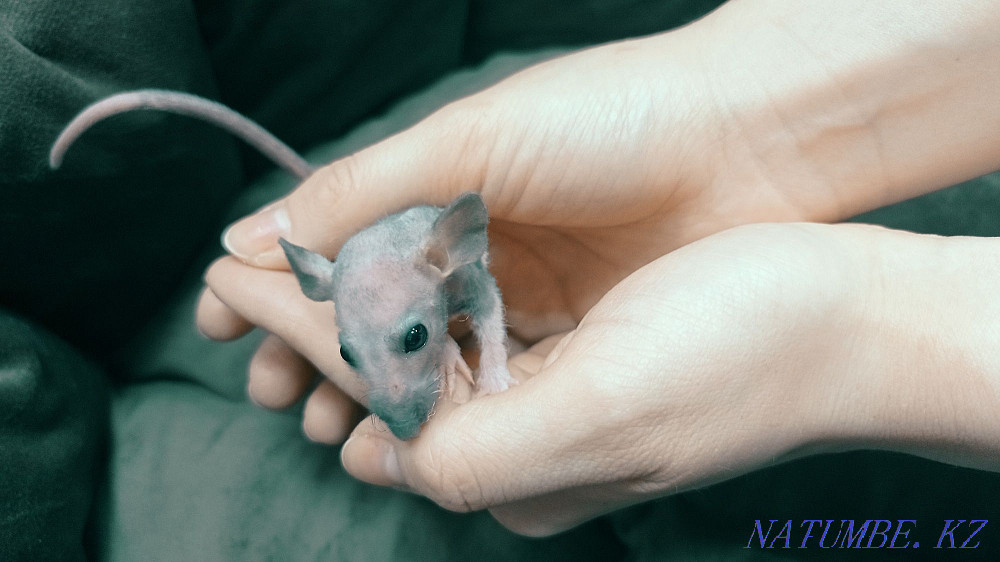 Декоративті егеуқұйрықтар Dumbo  Астана - изображение 4