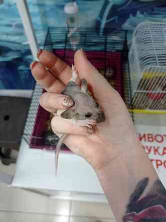 Крысята Дамбо в наличии Астана